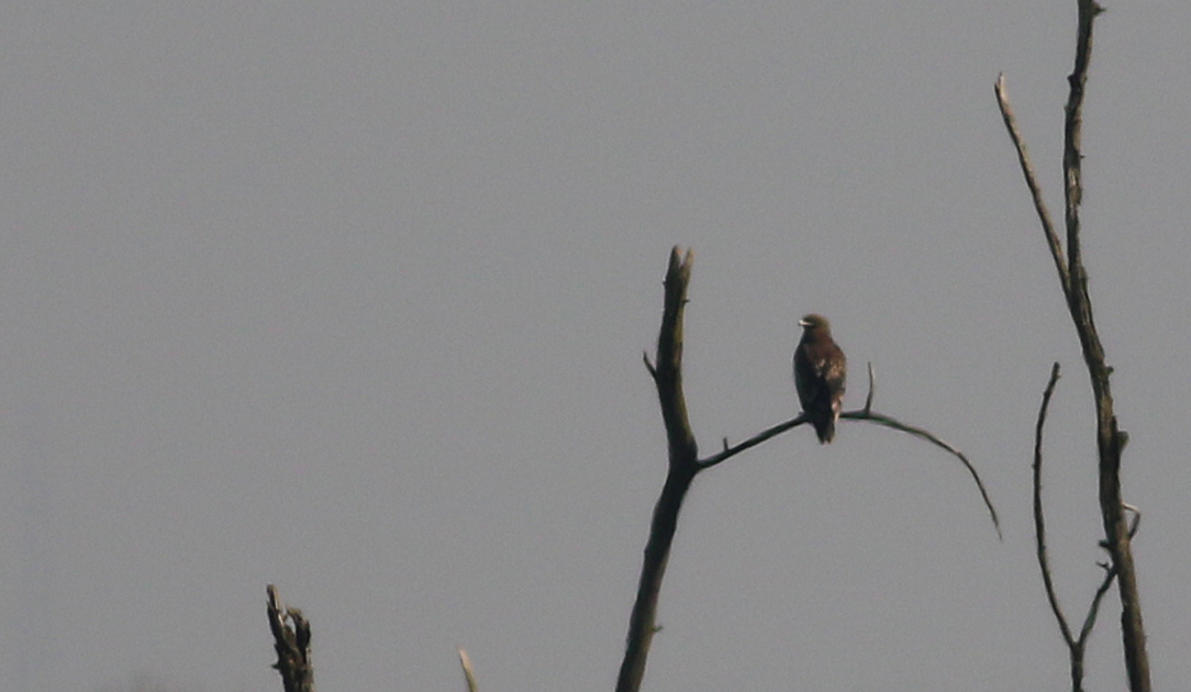 Greater Spotted Eagle